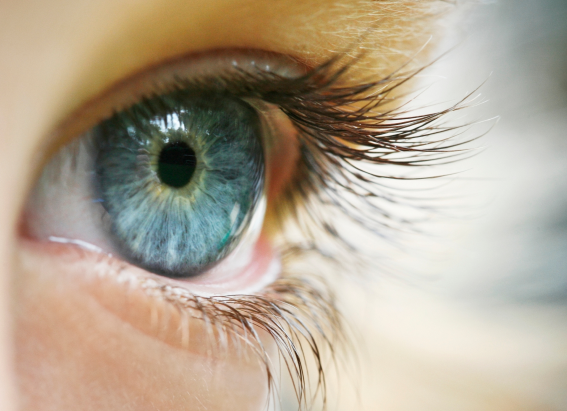 Human eye and eyelashes up close